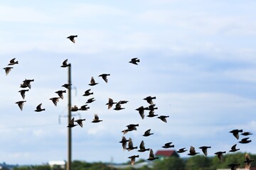 Flying birds over a green field at sunset sky