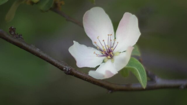 White quince flower Cydonia oblonga Close-up. Slow Motion.