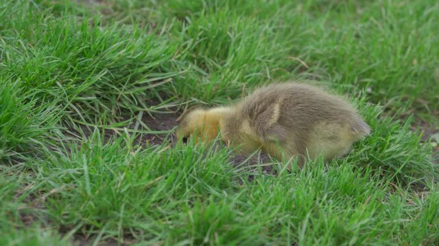 A baby gosling Canada goose eating green grass