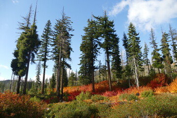Fototapeta premium New forest after wild fire in Oregon, United States, autumn colours