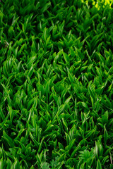 green grass vertical background