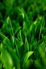 close up of fresh green wild grass leaves in the nature