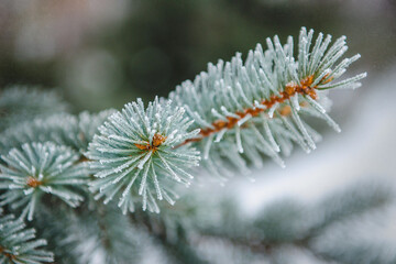 frost and snow on green needles of fir trees