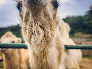 horse in zoo