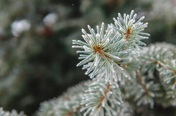 Naklejka na ściany i meble frost and snow on green needles of fir trees