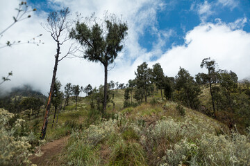 Trees on the green hills. Trek to Mount Rinjani, Lombok, Indonesia