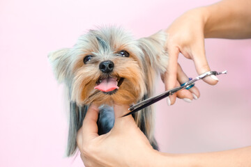 Haircut, scissors. pet gets beauty treatments in a dog beauty salon.