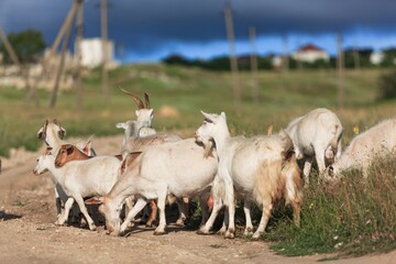 Mature adult goat, walking side ways. On natural background.