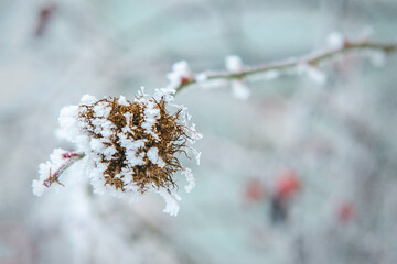 frost and snow on dry forest bushes