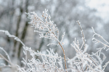 frost and snow on dry forest bushes