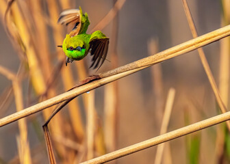 Green bee Eater Flying mode