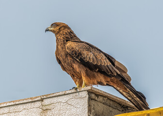 Black Kite looking up