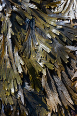Textures of Seaweed