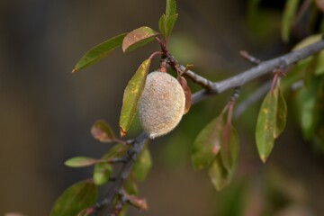 
An almond, leaves and a tree in the forest