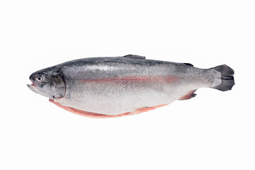 trout isolate, fresh large river trout whole on white background