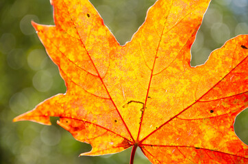 Autumn composition of colorful foliage. Close-up yellow, orange, red maple leaf on green blurred bokeh background. Autumn background of leaf in park with copy space.