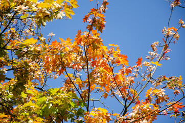 Yellow, orange, green, red leaves of tree on background of blue sky. Autumn concept. Autumn foliage with copy space. Maple tree in autumn dress.