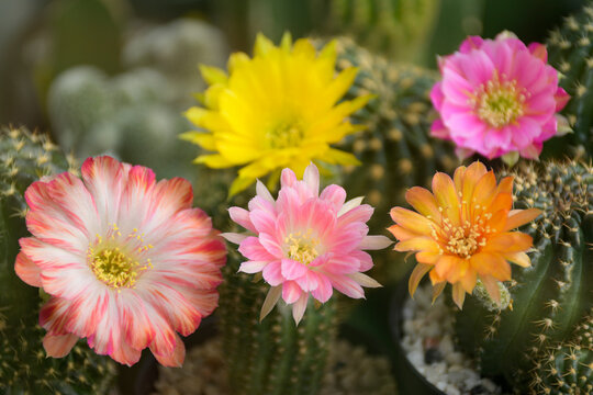 Blooming Lobivia spp. flowers in cactus garden.