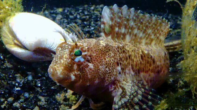 Tentacled blenny (Parablennius tentacularis), Black Sea