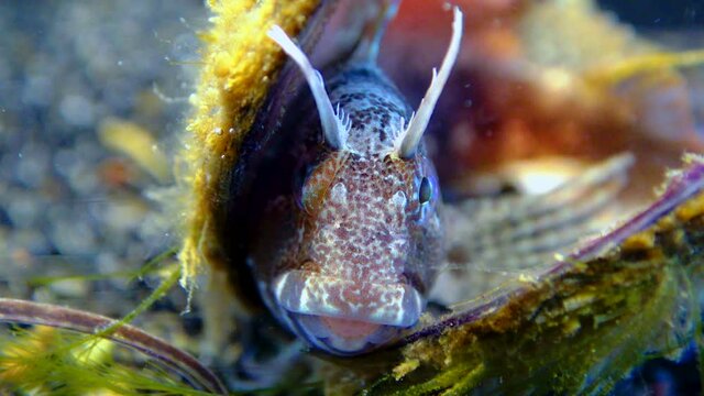 Tentacled blenny (Parablennius tentacularis), fish hiding in empty shells of mussels, Black Sea