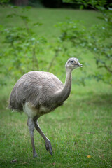 Portrait of ostrich in a zoologic park