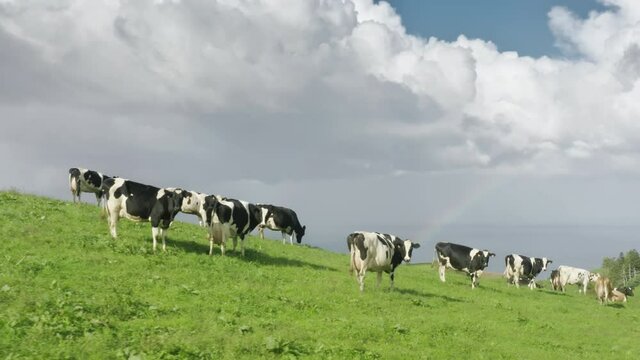 Domestic cows pasturing in countryside area at cloudy day. Scenic view of farm animals walking in green field. Heard of cows grazing in meadow with Atlantic ocean on background, 4k footage 