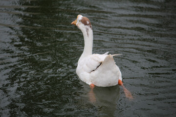 white swan swimming in the lake