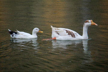 white goose swimming in the lake