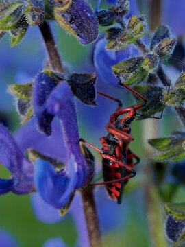 wildlife photo of Rhynocoris annulatus