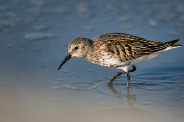 Close-up of a dunlin foraging in the silt