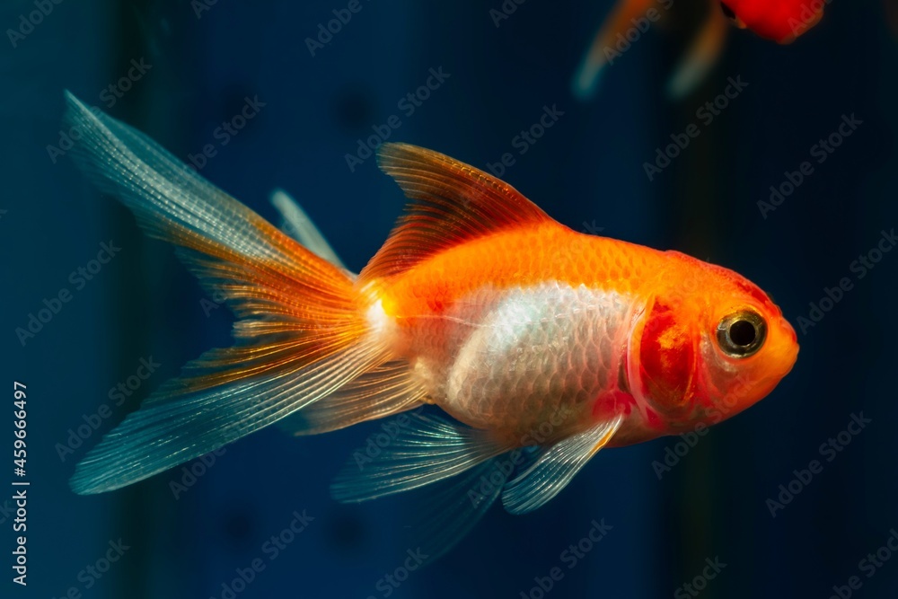 Wall mural young oranda goldfish in rare orange and white coloration, popular commercial breed of wild Carassius auratus, comet-like long tail ornamental fish in aquarium