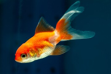 juvenile oranda goldfish, popular commercial aqua trade breed of wild Carassius auratus, cute comet-like long tail ornamental fish swim in pet store aquarium