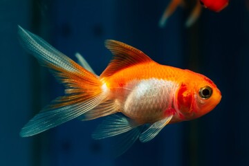young oranda goldfish in rare orange and white coloration, popular commercial breed of wild Carassius auratus, comet-like long tail ornamental fish in aquarium