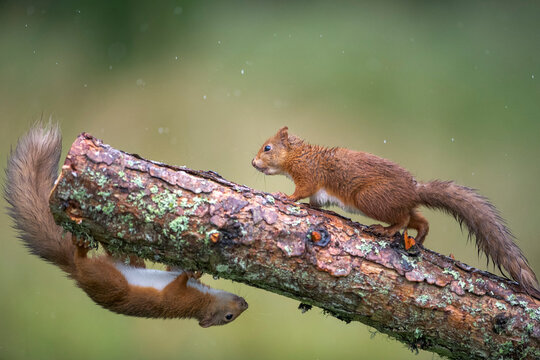 Two Eurasian red squirrels (Sciurus vulgaris) playing on branch