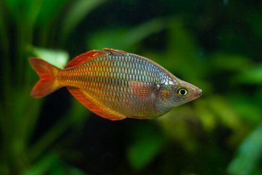 timid, tranquil adult Boeseman's rainbowfish, endemic of Ayamaru lakes in Indonesia, aquarium trade species in freshwater nature aquarium