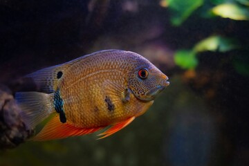 adult severum cichlid fish, aggressive dominant male, popular and hardy freshwater fish from Amazon river basin in low light fish aquarium, beauty of nature protection