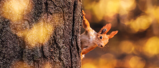 Squirrel in the autumn park. Red gray pet portrait close up © 5ph