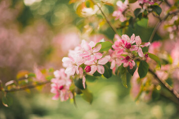 pink blossom