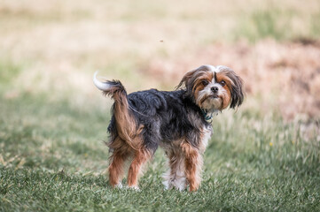 Hunde im Park