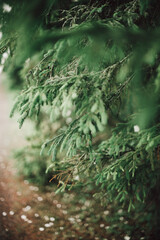 fern in the forest