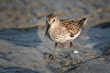 Close-up of a dunlin foraging in the silt