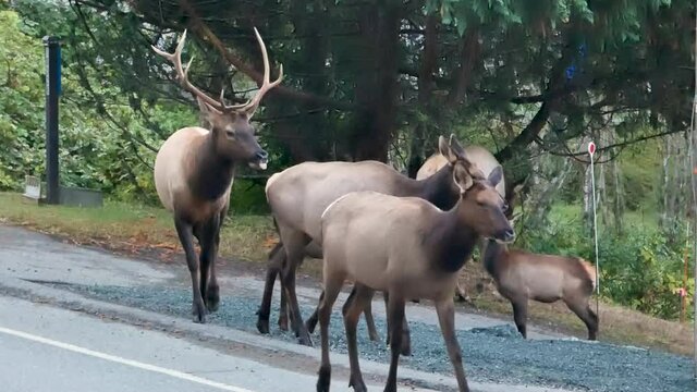 Mid shot of rutting elk looking for a mate on a road