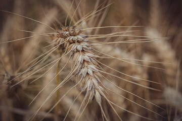 close up of a wheat