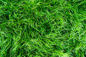 The texture of the green lawn in the park. Fresh turf for football. View from above.Flat lay