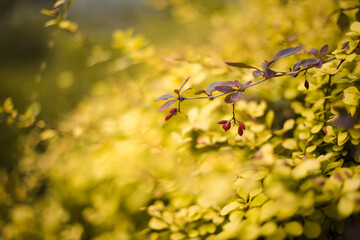 yellow flowers in spring