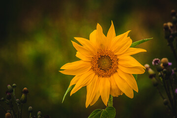 sunflower in the garden