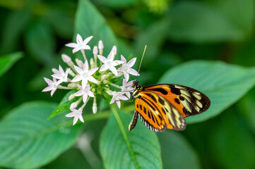 Obraz premium Isabella Passionsfalter auf der Blüte eines Fünfzahlstrauches