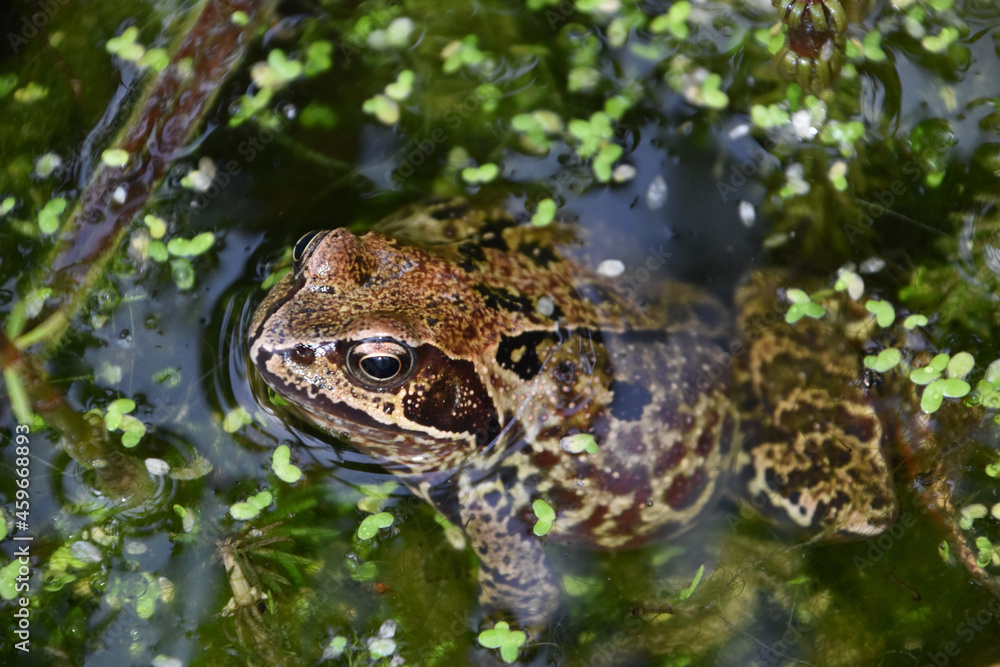 Sticker common frog in water hampshire england