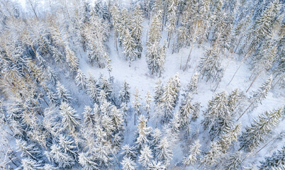 Drone shot flying on winter forest, aerial top-down view