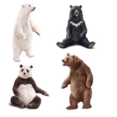 ours, griserie , blanc, noir, debout, assise, panda, animal, groupe, chien, être assis,  studio, , fond blanc, mammifère, brun, ensemble, amitié, 
